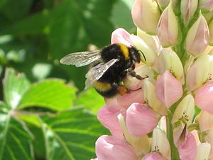 kerry dark sky reserve bumblue bee