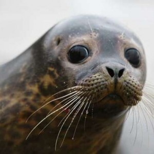 Irish Seal
