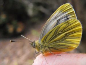 Yellow butterfly - photo Padraig Sands