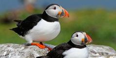 Puffin in kerry dark sky reserve