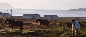 horses in the kerry dark sky reserve