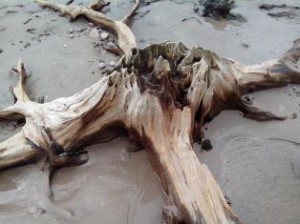 Emlaghmore tree stump - photo Michael Sheehan