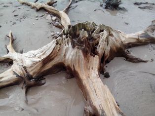 Emlaghmore tree stump - photo Michael Sheehan
