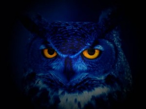 Owl at night - Wiki