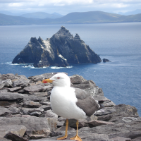 Sea gull - photo Raul Corral -
