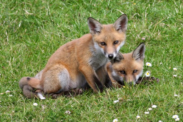The irish Fox