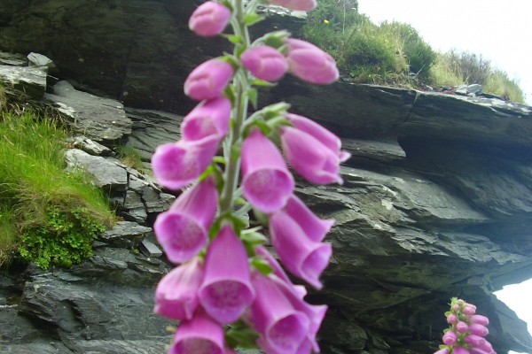 Digitilas wildflower