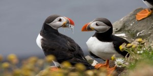 Puffin
