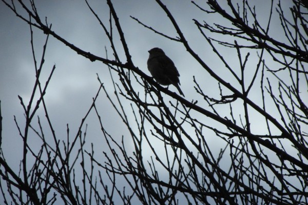 Early morning Robin - Julie Ormonde
