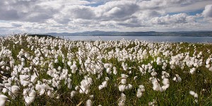 Bog Cotton kerryd ark sky reserve