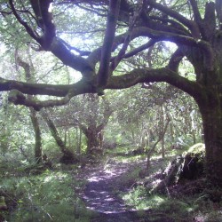 Derrynane Gardens - Julie Ormonde
