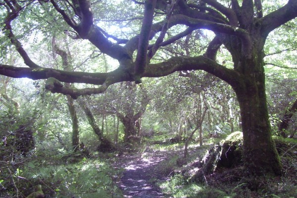 Derrynane Gardens - Julie Ormonde