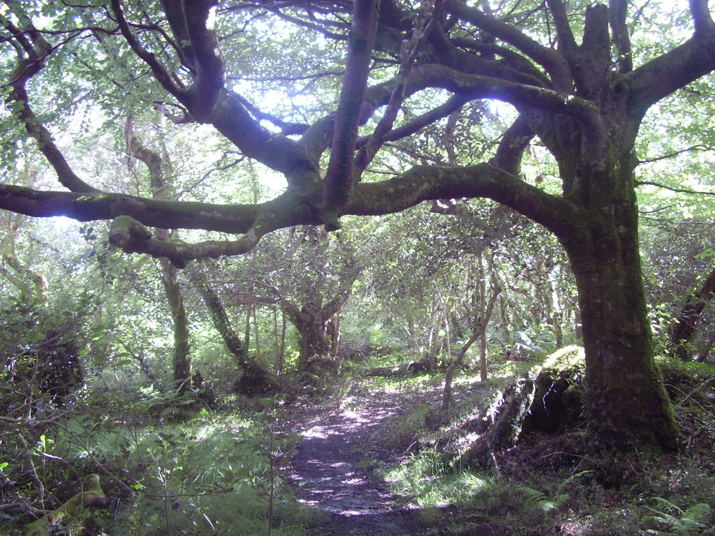 Derrynane gardens - photo Julie Ormonde
