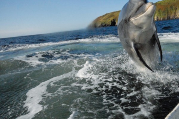 Dolphin - Wiki