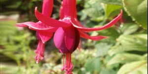 fuschia kerryd ark sky reserve