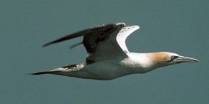 Gannet