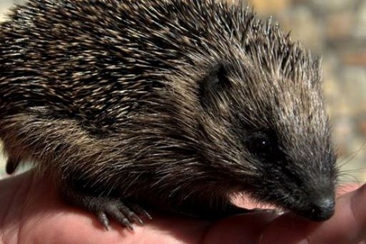 Hedge Hog - Marian Payne