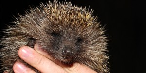 Hedgehog