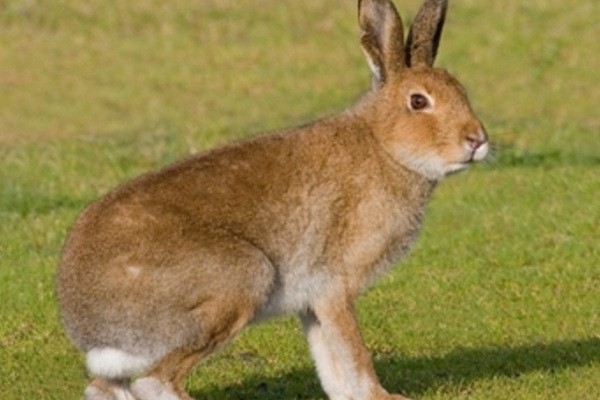 Irish Hare - Marian Payne