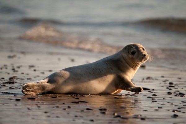 The grey seal - Marian Payne