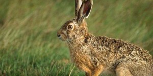 Wild hare