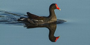 Moorehen