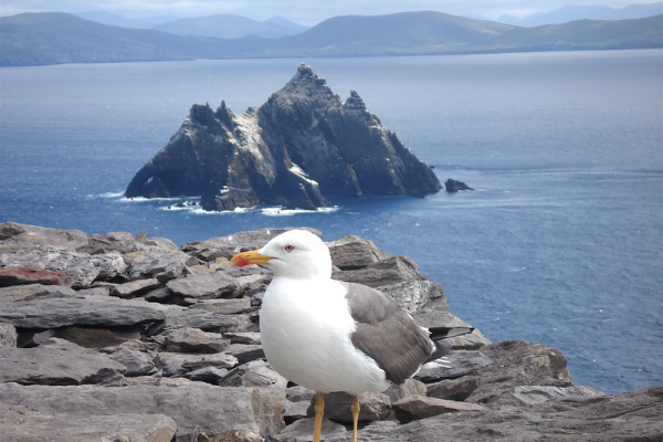 Sea gull - photo Raul Corral -
