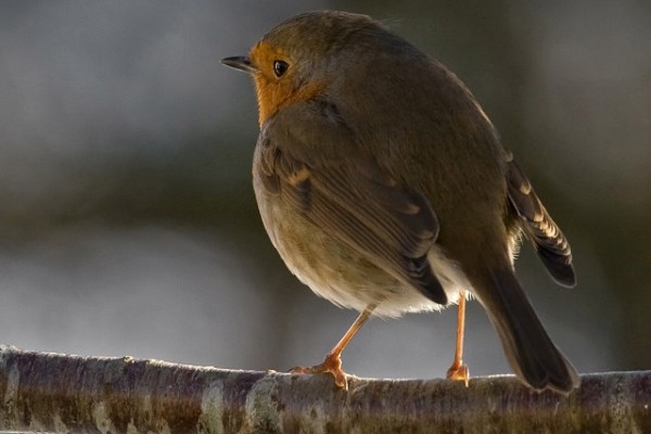 Robin - Julie Ormonde