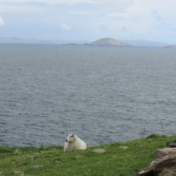 Sheep relaxing at Bolus Head - Core Zone - credit Julie Ormonde