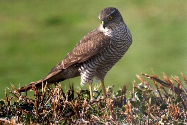 Soarrow Hawk