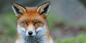 fox