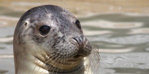 Grel Seal kerry dark sky reserve
