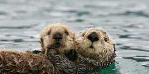 Irish Otters - kerry dark-sky reserve