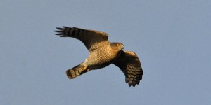 Sparrow hawk